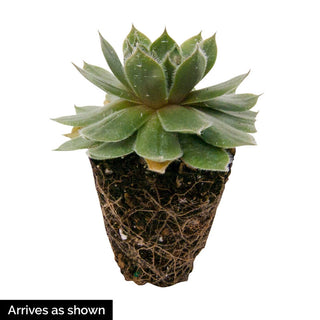 Coral Red Hens & Chicks