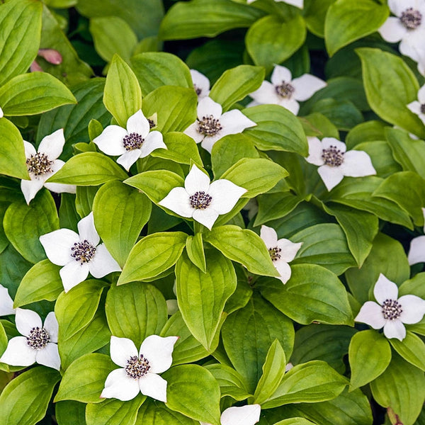 Groundcover Dogwood Premium Cornus Ca...