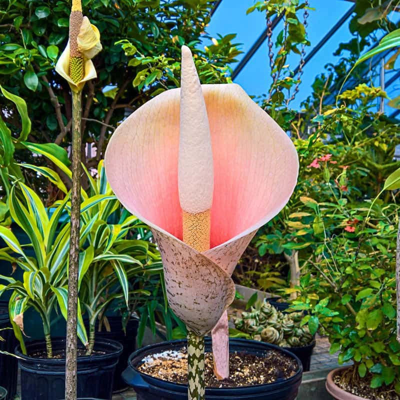 corpse flower vs voodoo lily Pink Voodoo Lily