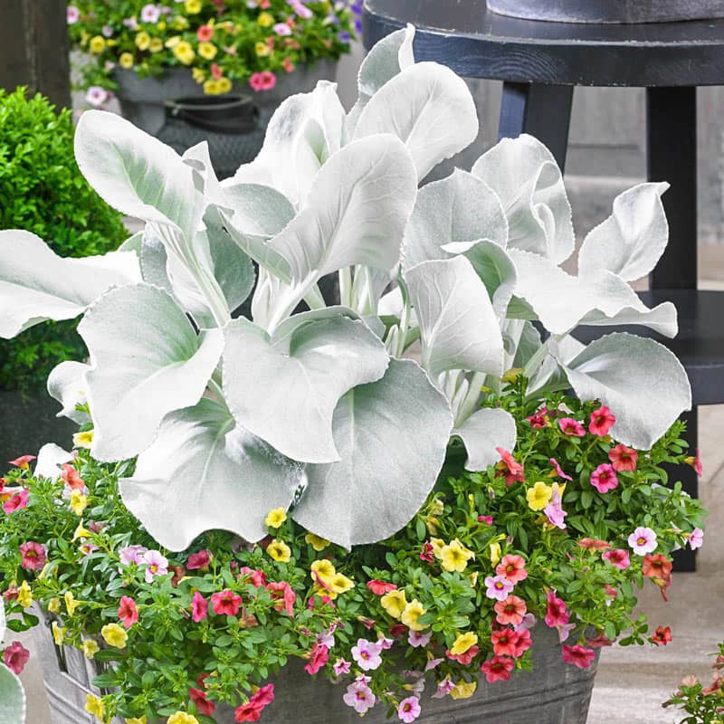 angel wings succulent for sale Angel Wings® Senecio