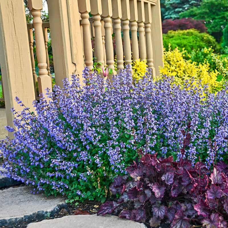 catmint plant in pot Purrsian Blue Catmint