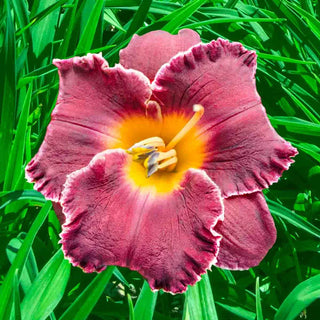 Night Whispers Daylily