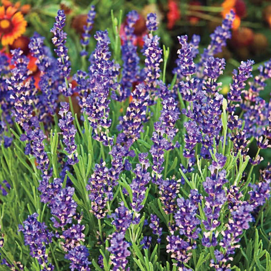 hidcote lavender plant spacing Hidcote Superior Lavender