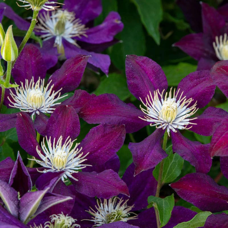 The Vagabond Clematis | Shop Flowering Vines | Spring Hill – Spring ...