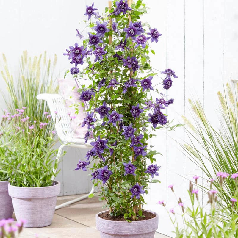 hanging basket clematis plants Clematis Kokonoe