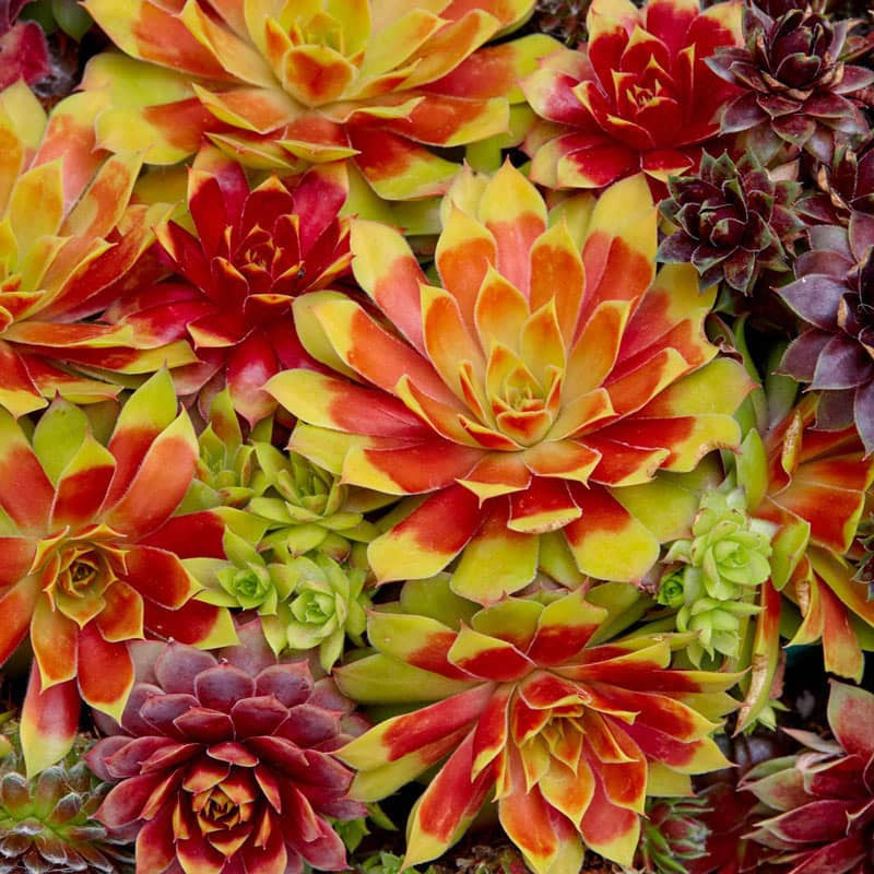 gold nugget succulent Gold Nugget Chick Charms® Hens & Chicks