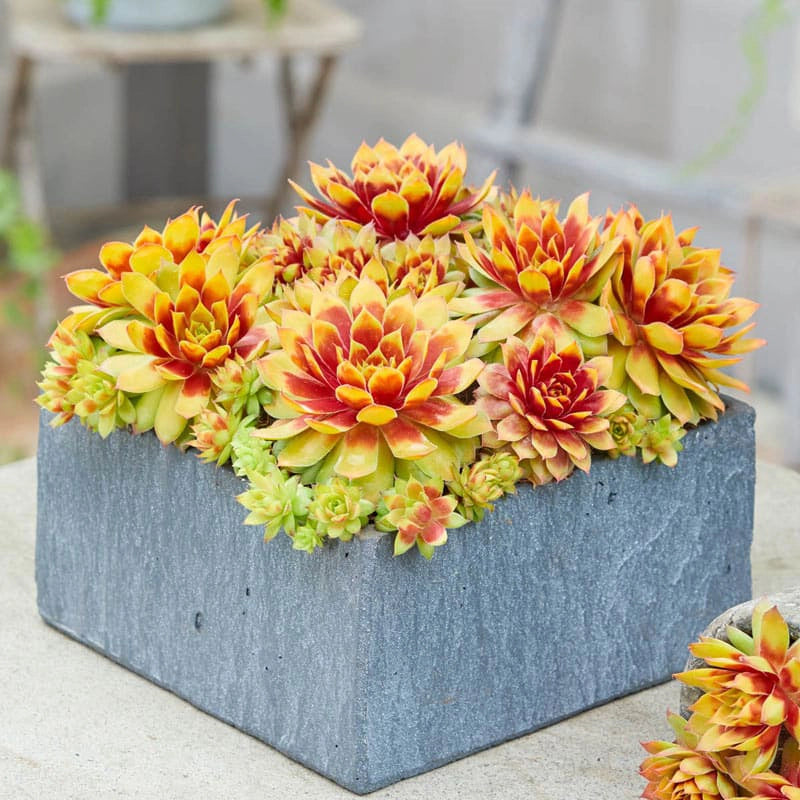 gold nugget succulent Gold Nugget Hens & Chicks | Shop Sempervivum