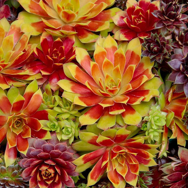 golden nugget succulent care Gold Nugget Hens & Chicks | Shop Sempervivum