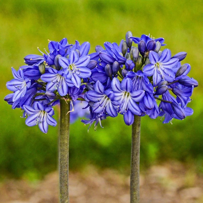 Galaxy Blue Agapanthus