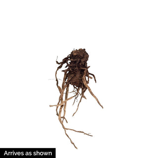 Galaxy Blue Agapanthus