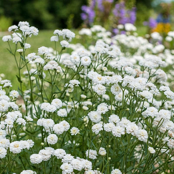 cottontail plants Peter Cottontail Achillea