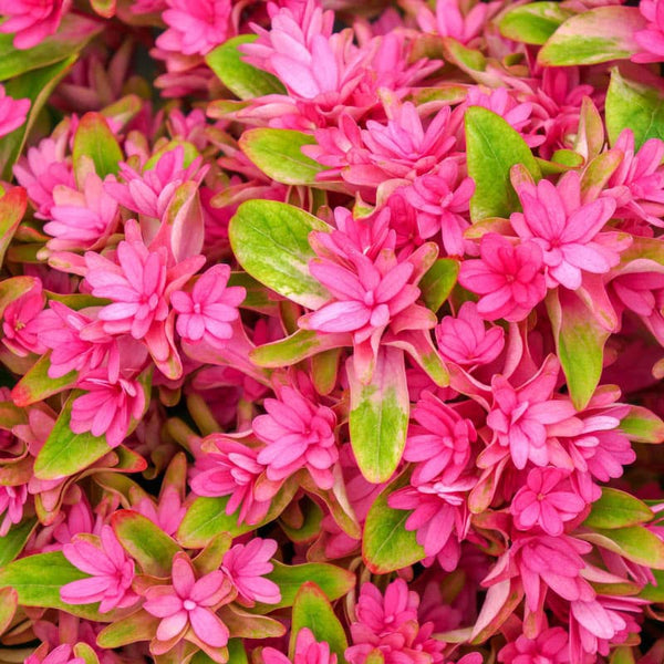 Princess Diana Mophead Hydrangea | Shop Shrubs | Spring Hill