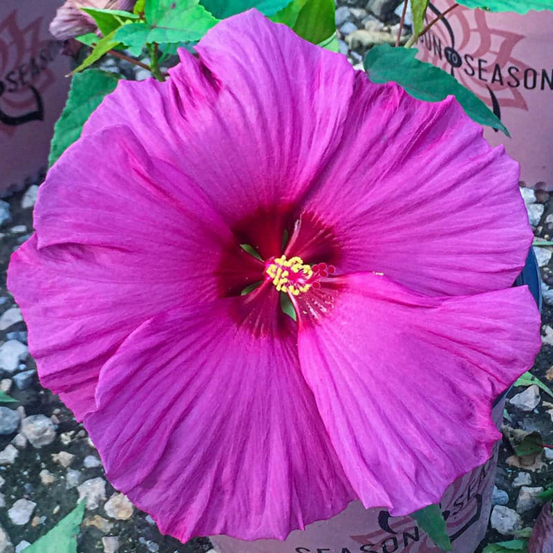 Plum Flambe™ Summer Spice® Hibiscus