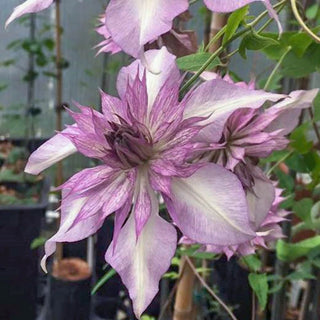 Clematis Lady Kyoko