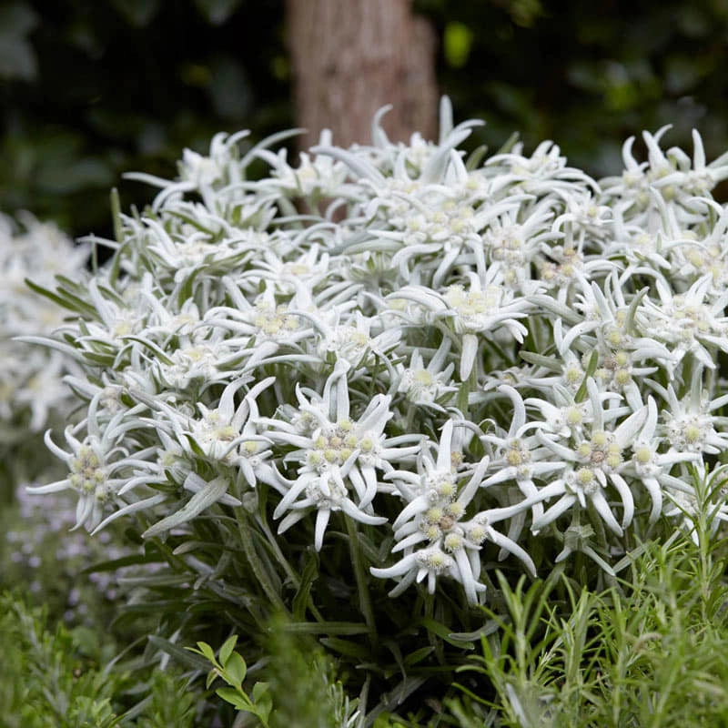 Blossom of the Snow Edelweiss