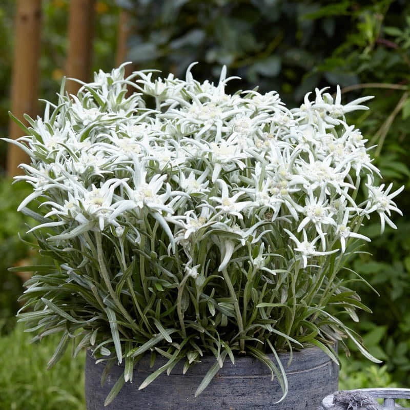 Blossom of the Snow Edelweiss
