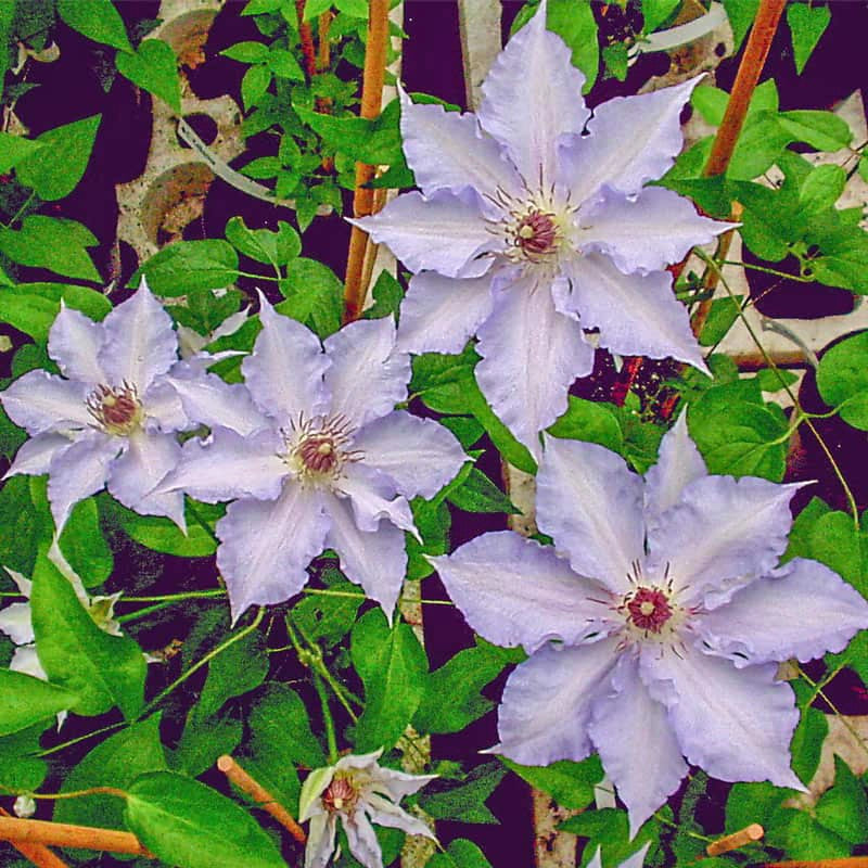 Clematis Katharina