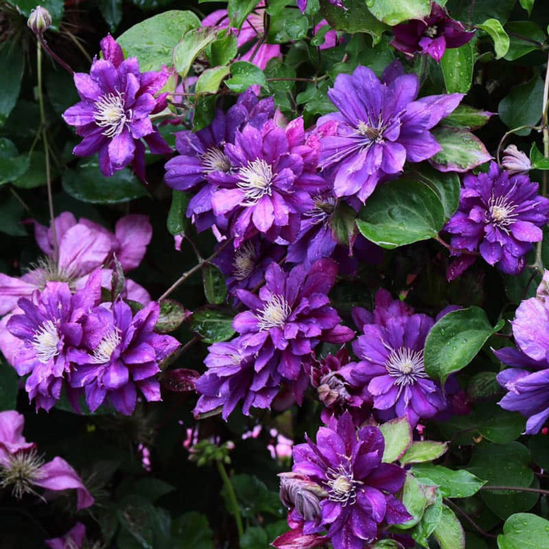 Clematis Flamenco Dancer