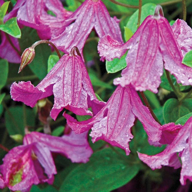 Clematis Heather Herschell