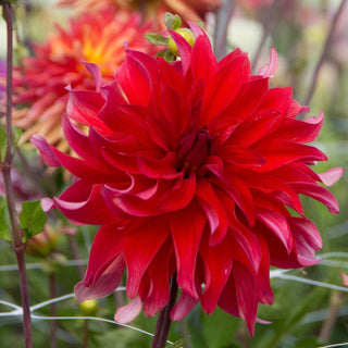 Red Labyrinth Dahlia