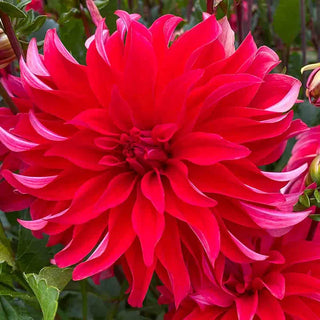 Red Labyrinth Dahlia