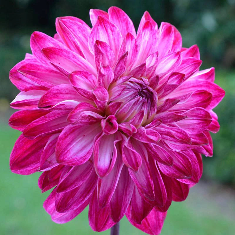 Merlot Magic Dahlia