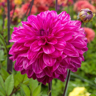 Merlot Magic Dahlia