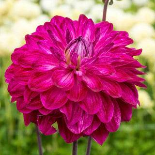 Merlot Magic Dahlia