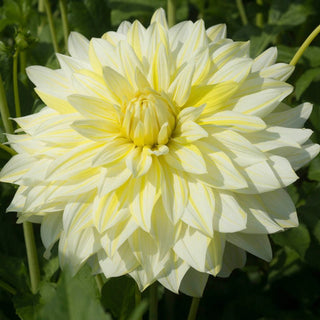 La Luna Dahlia