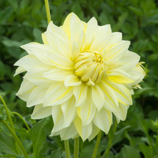 La Luna Dahlia