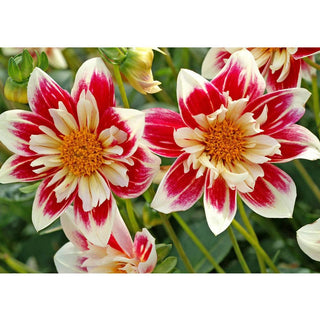 Fashion Monger Dahlia