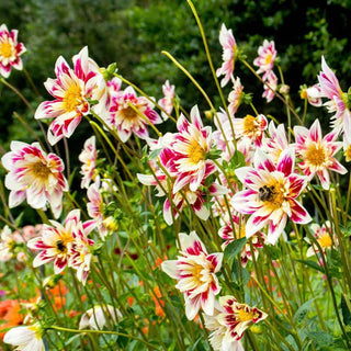 Fashion Monger Dahlia