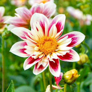 Fashion Monger Dahlia