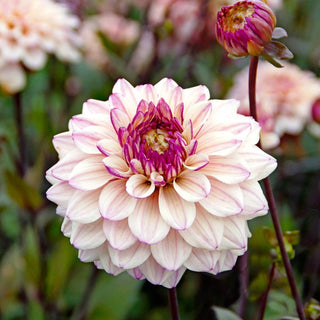Flashback Dahlia