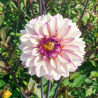 Flashback Dahlia