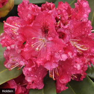 Bone Hardy Azalea Sampler