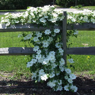 Clematis Guernsey Cream