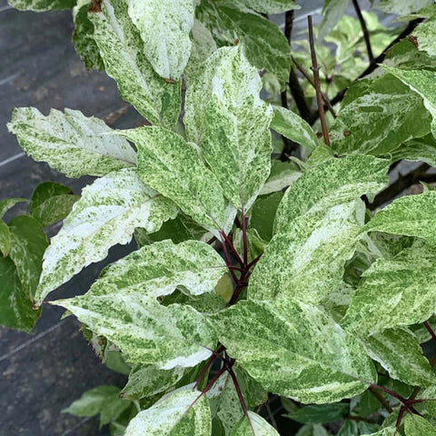 panicle hydrangea leaf