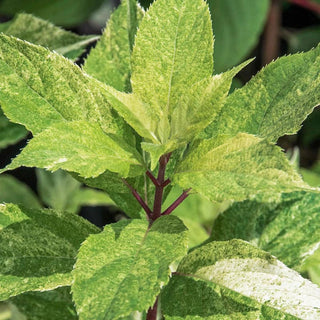 Yuki Gessho Variegated Panicle Hydrangea