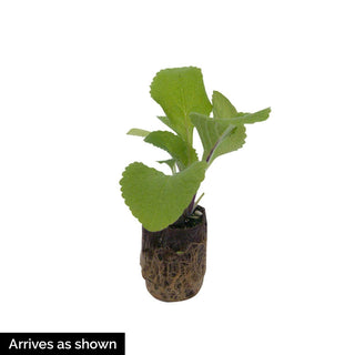 Arctic Fox Rose Digitalis