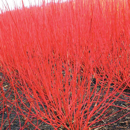 Cardinal Red Twig Dogwood Hedge