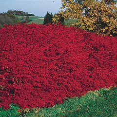burning bush plant fertilizer Burning Bush Hedge