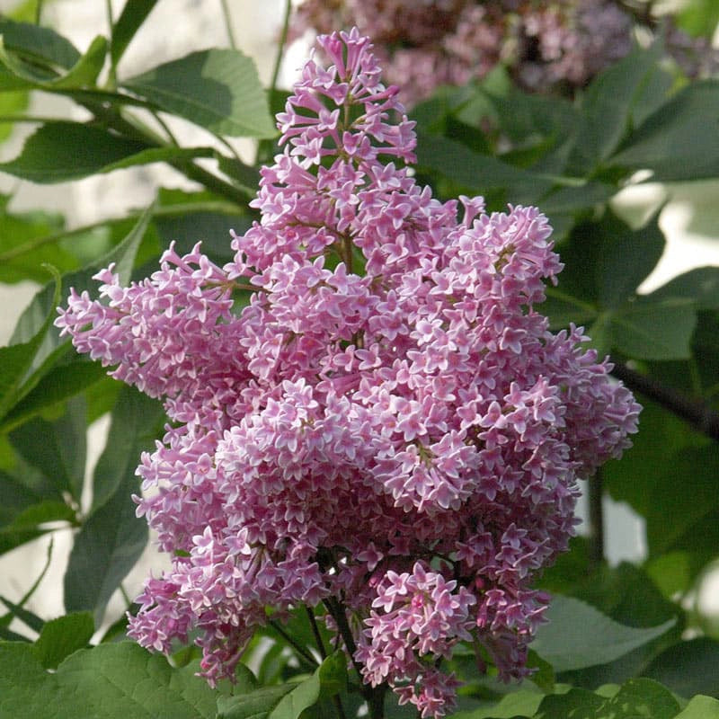 James Macfarlane Lilac Hedge