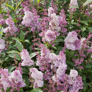 Minuet Lilac Hedge