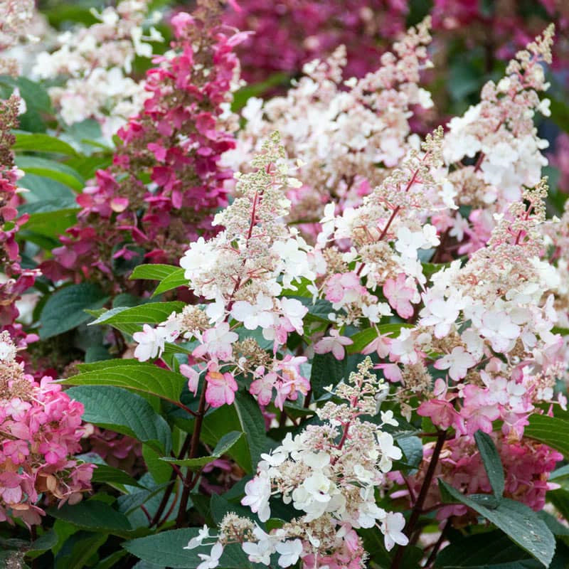 Candelabra® Hydrangea Hedge