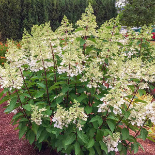 Candelabra® Hydrangea Hedge
