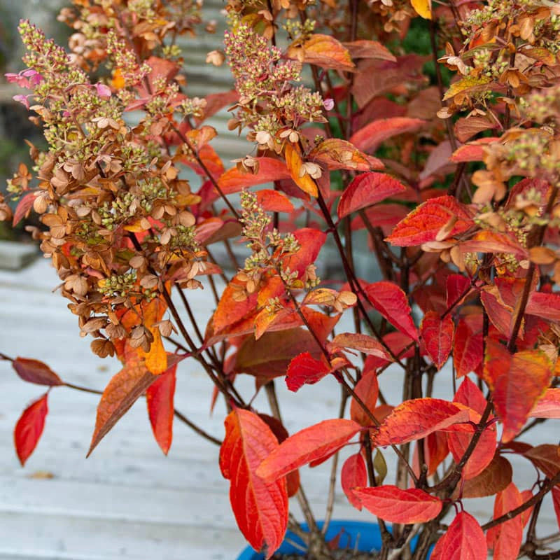 Candelabra® Hydrangea Hedge