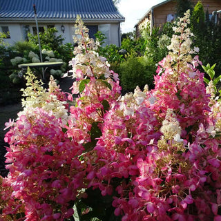 Candelabra® Hydrangea Hedge