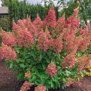 Candelabra® Hydrangea Hedge