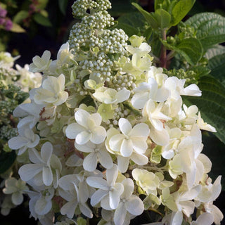 Candelabra® Hydrangea Hedge